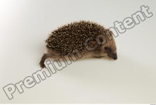 Hedgehog - Erinaceus europaeus  0038